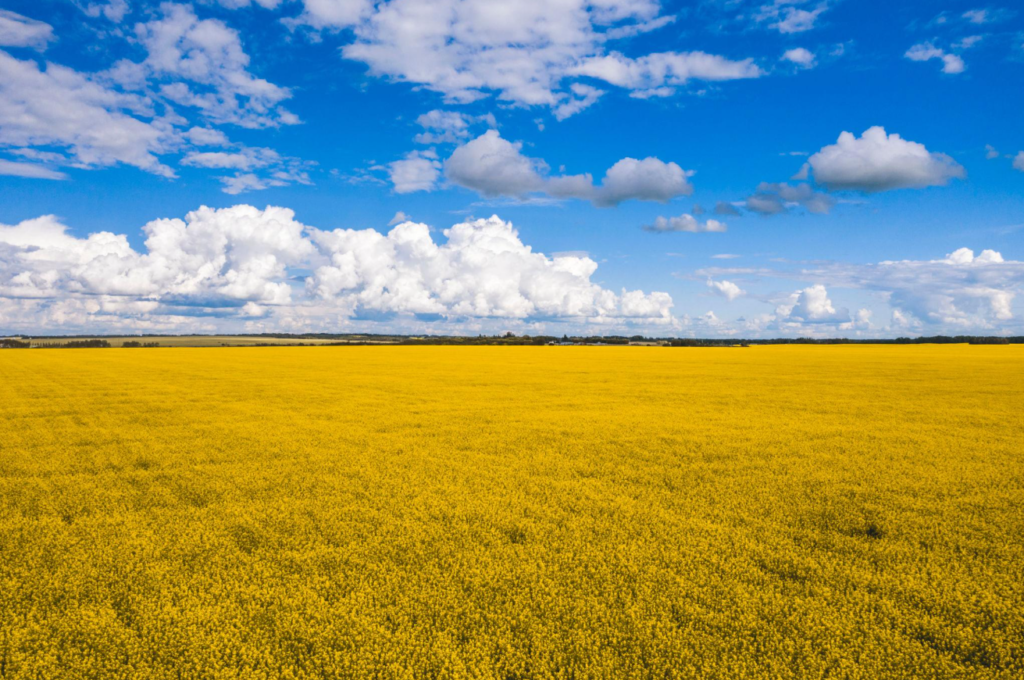 Yellow canola field growing in Manitoba, Canada.